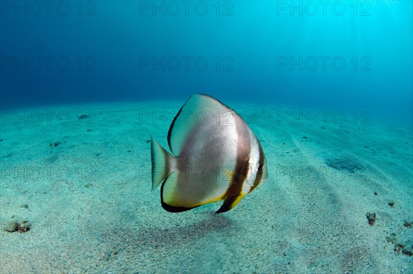 Orbicular Batfish (Platax orbicularis) on sandy seabed