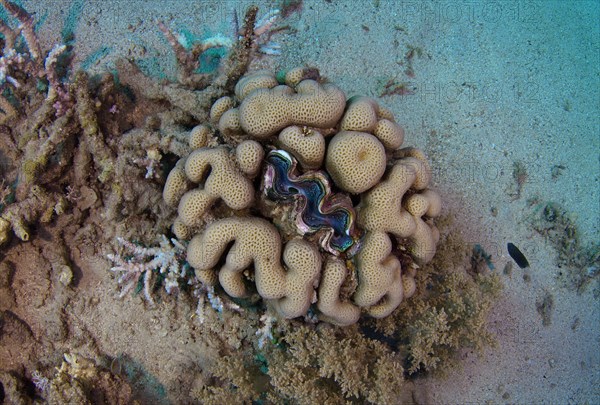Giant Clam (Tridacna gigas) in the center of stony coral
