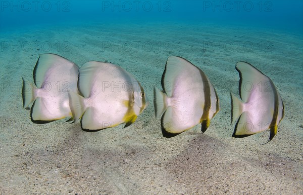 Orbicular Batfish (Platax orbicularis) on sandy seabed