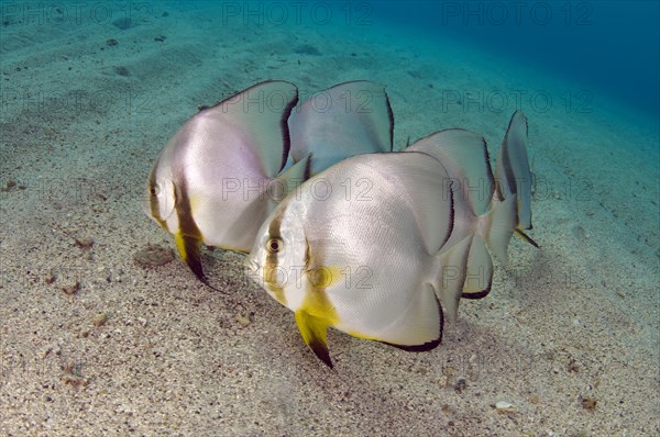 Orbicular Batfish