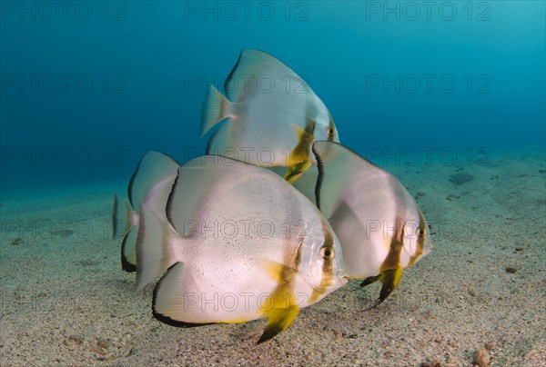 Orbicular Batfish (Platax orbicularis) on the sandy bottom