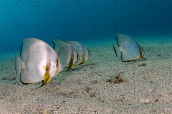 Orbicular Batfish (Platax orbicularis) on sandy seabed