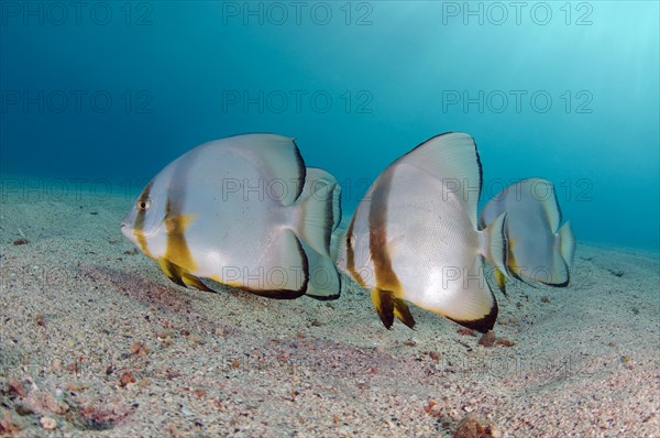 Orbicular Batfish