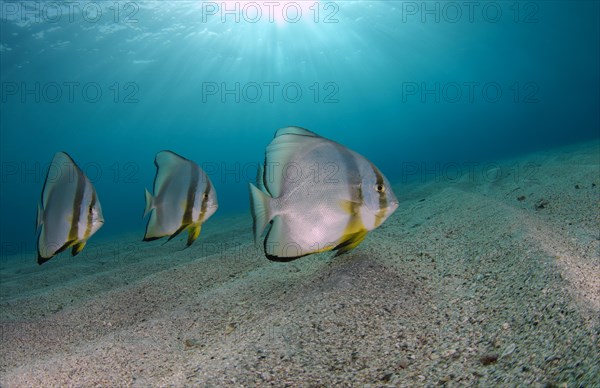 Orbicular Batfish (Platax orbicularis) above the sandy bottom