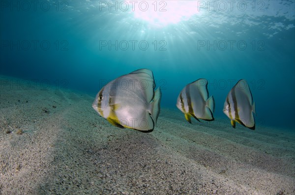 Orbicular Batfishes (Platax orbicularis) on the sandy bottom