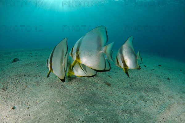 Orbicular Batfish (Platax orbicularis) on sandy seabed