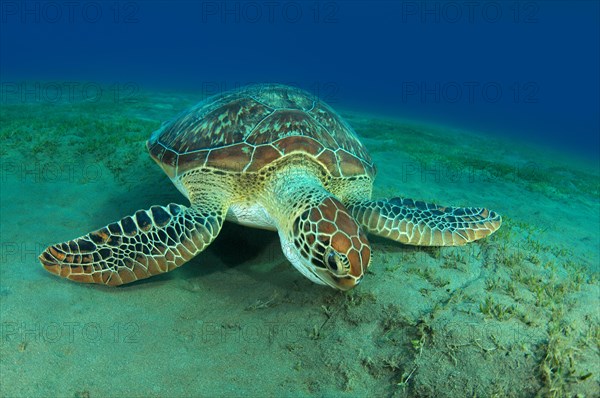 Green Sea Turtle (Chelonia mydas) eating sea grass on the sandy bottom