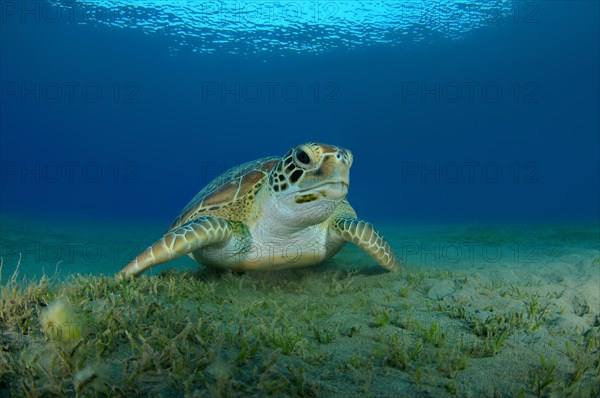 Green Sea TurtleÂ (Chelonia mydas) on sandy bottom