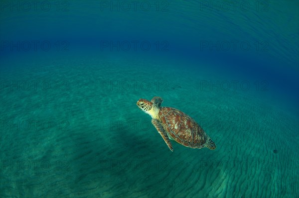 Green TurtleÂ (Chelonia mydas)