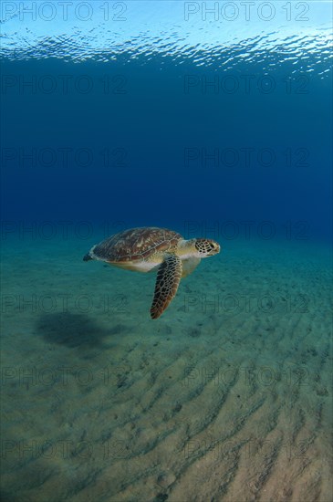 Green TurtleÂ (Chelonia mydas)