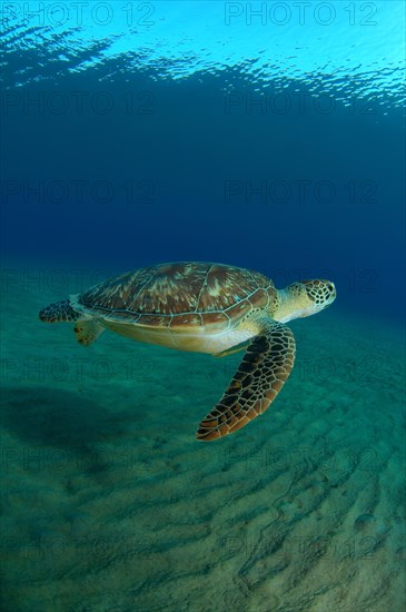 Green Sea TurtleÂ (Chelonia mydas)