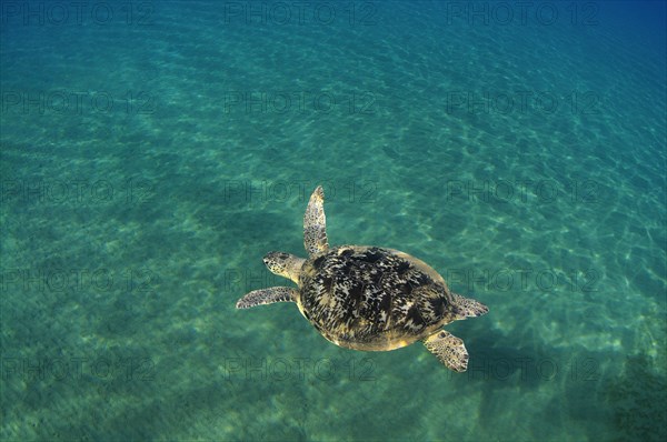 Green Sea Turtle (Chelonia mydas)