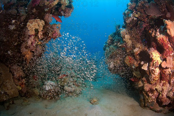 School of Glassy Sweepers or Pempherids (Pempheris schomburgkii) swimming near coral reef