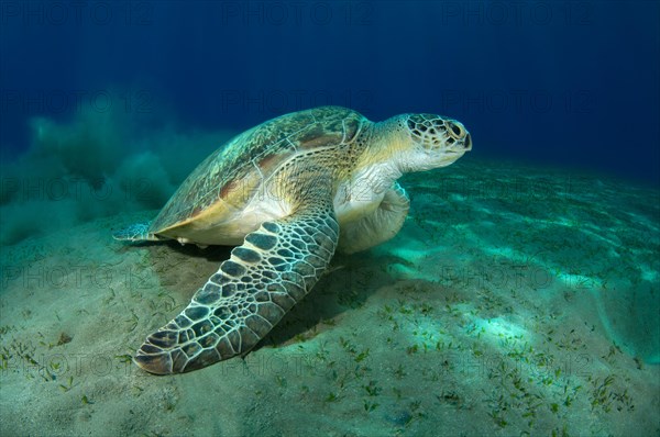 Green Sea Turtle (Chelonia mydas)