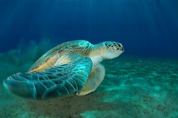 Green Sea TurtleÂ (Chelonia mydas) on sandy bottom