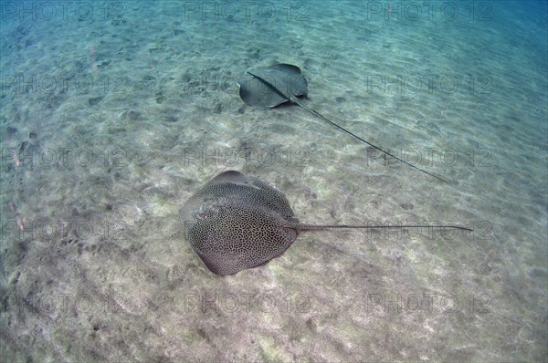 Reticulate WhipraysÂ  (Himantura uarnak) on sandy bottom