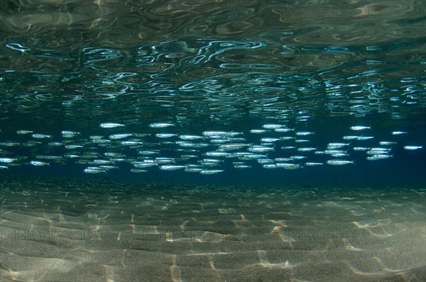 A large school of Hardyhead Silverside (Atherinomorus lacunosus) above sandy bottom