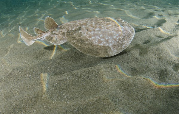 Leopard Torpedo (Torpedo panthera) swims over a sandy bottom