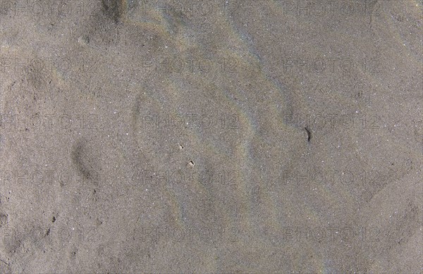 Panther Electric Ray (Torpedo panthera) camouflaged