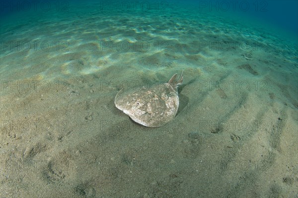 Leopard Torpedo (Torpedo panthera) swimming over sandy bottom