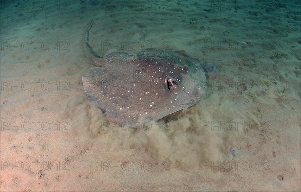 Round Ribbontail Ray