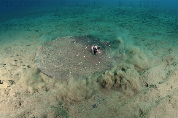 Round Ribbontail Ray