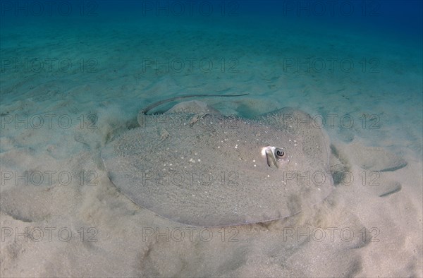 Round Ribbontail Ray