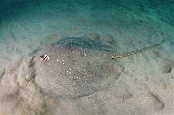 Round Ribbontail Ray (Taeniura meyeni) on sandy bottom