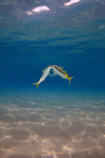 Goldsaddle Goatfish (Parupeneus forsskali)