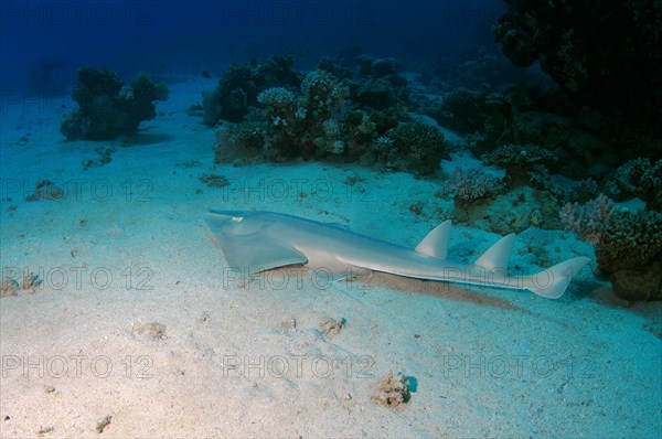 Thornback Guitarfish (Platyrhinoidis triseriata)