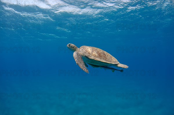 Green TurtleÂ (Chelonia mydas) swimming upwards into blue water