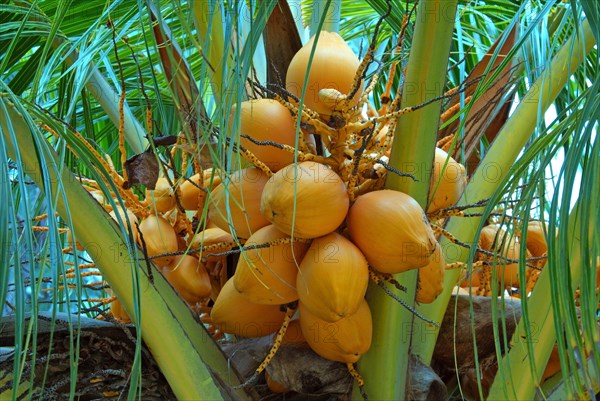 Ripe coconuts on a Coconut tree (Cocos nucifera)