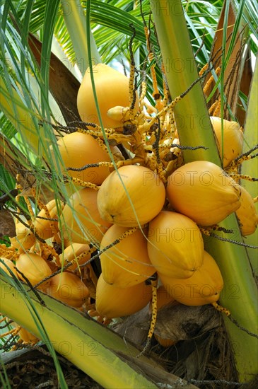 Ripe coconuts on a Coconut tree (Cocos nucifera)