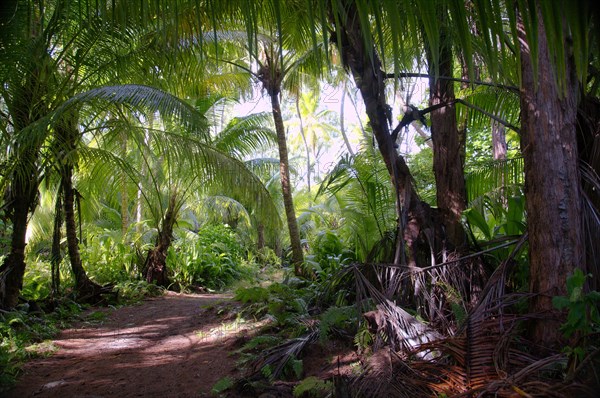 Dirt road in the jungle