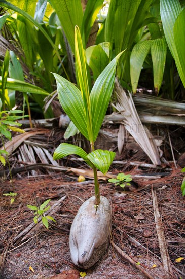 Coconut sprout in jungle