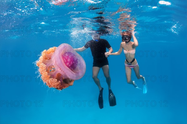 Snorklers with Cauliflower Jellyfish or Crown Jellyfish (Cephea cephea)