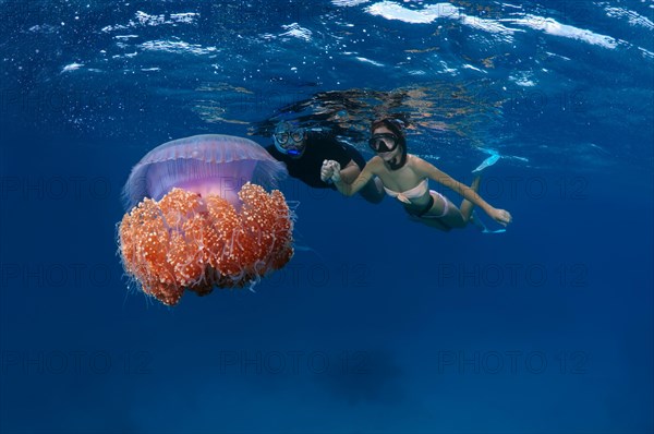 Snorklers with Cauliflower Jellyfish or Crown Jellyfish (Cephea cephea)