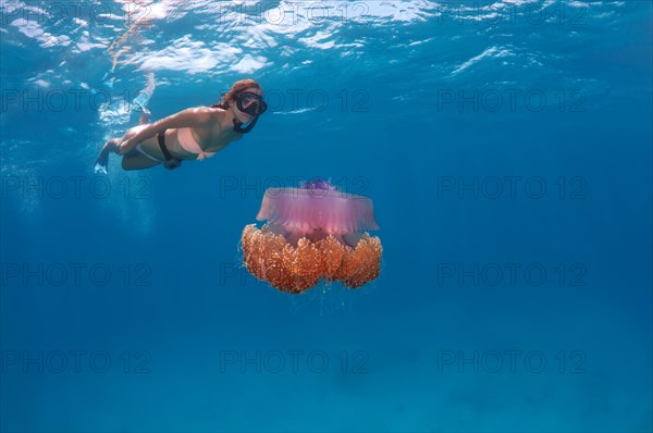 Young woman snorkeling and looking at Cauliflower Jellyfish or Crown Jellyfish (Cephea cephea) Indian Ocean