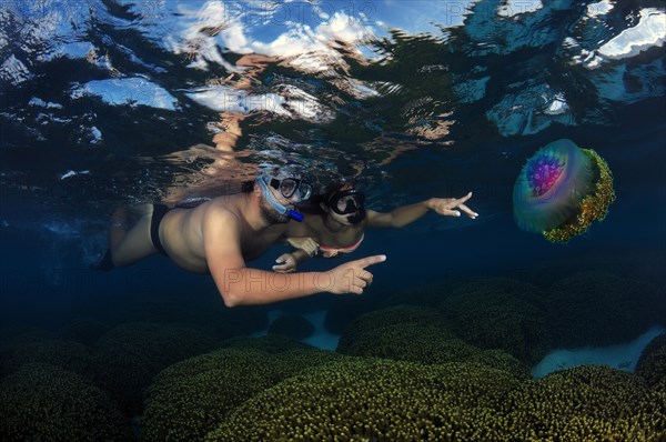 Snorklers with Cauliflower Jellyfish or Crown Jellyfish (Cephea cephea)