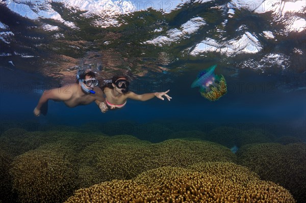 Snorklers with Cauliflower Jellyfish or Crown Jellyfish (Cephea cephea)