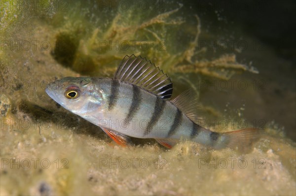 European Perch (Perca fluviatilis)