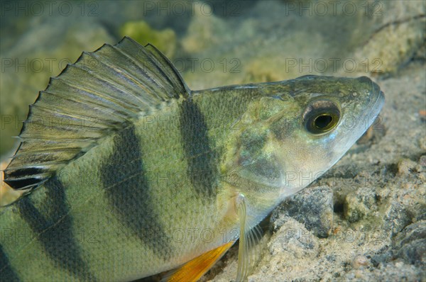 European Perch (Perca fluviatilis)