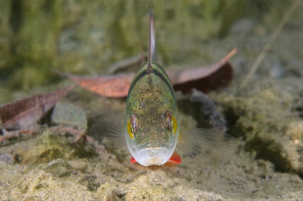 European Perch (Perca fluviatilis)