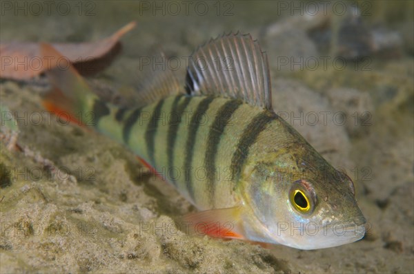 European Perch (Perca fluviatilis)