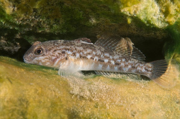 Round Goby (Neogobius melanostomus)