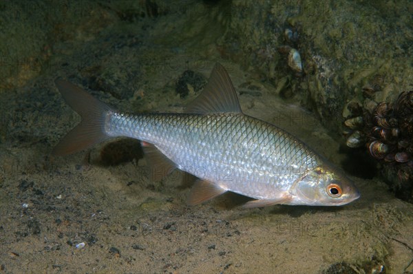 Common Rudd (Scardinius erythrophthalmus)