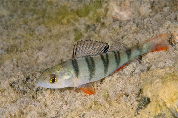 European Perch (Perca fluviatilis)