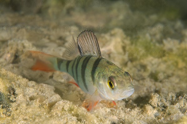 European Perch (Perca fluviatilis)