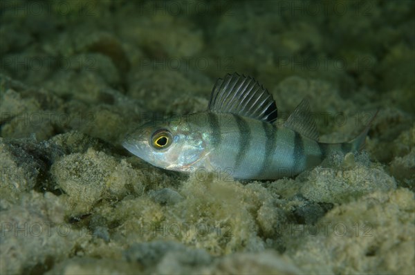 European Perch (Perca fluviatilis)