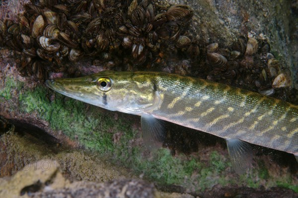 Northern Pike (Esox lucius)